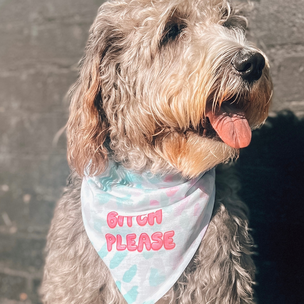 A beaming and joyful dog proudly poses against a black brick wall, with its tongue out, wearing a vibrant bandana that boldly says 'Bitch Please'.