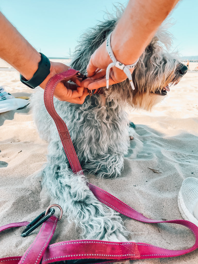 A joyful grey Sheepadoodle dog, ready for a beach adventure, being leashed up on the sandy shore with a look of anticipation and excitement.