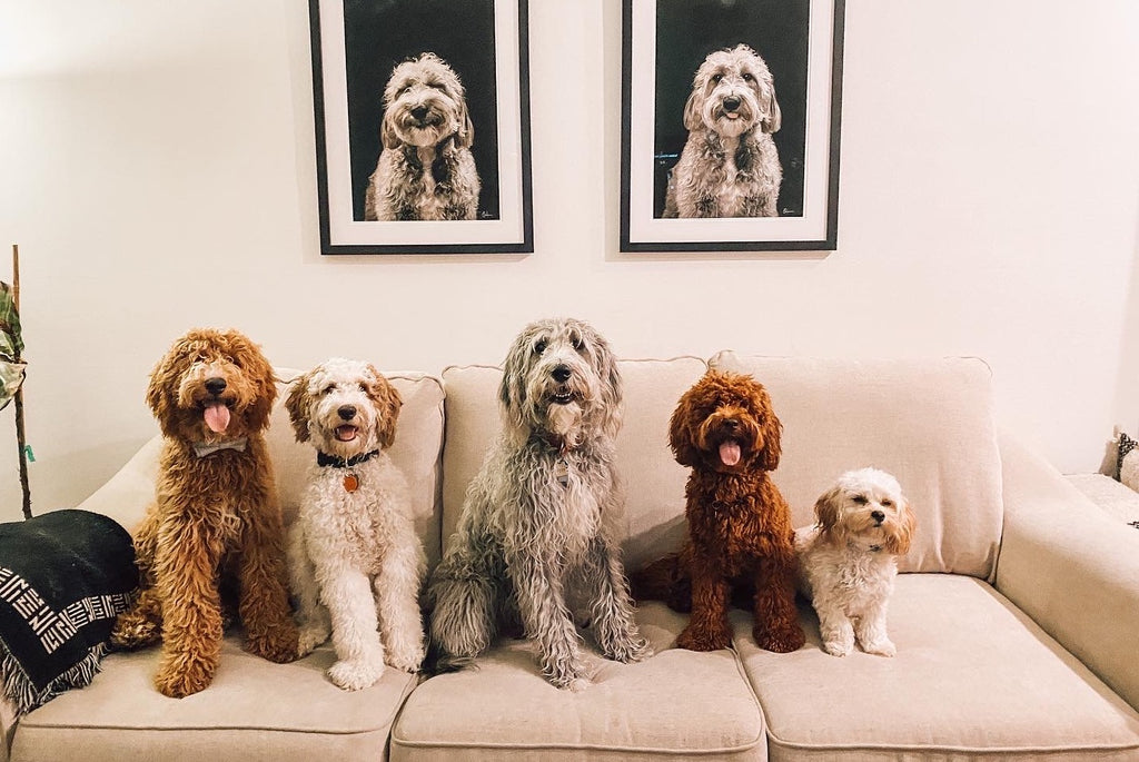 Five adorable doodle dogs wearing contented smiles as they relax together on a cozy couch in the comfort of their pet sitters home.