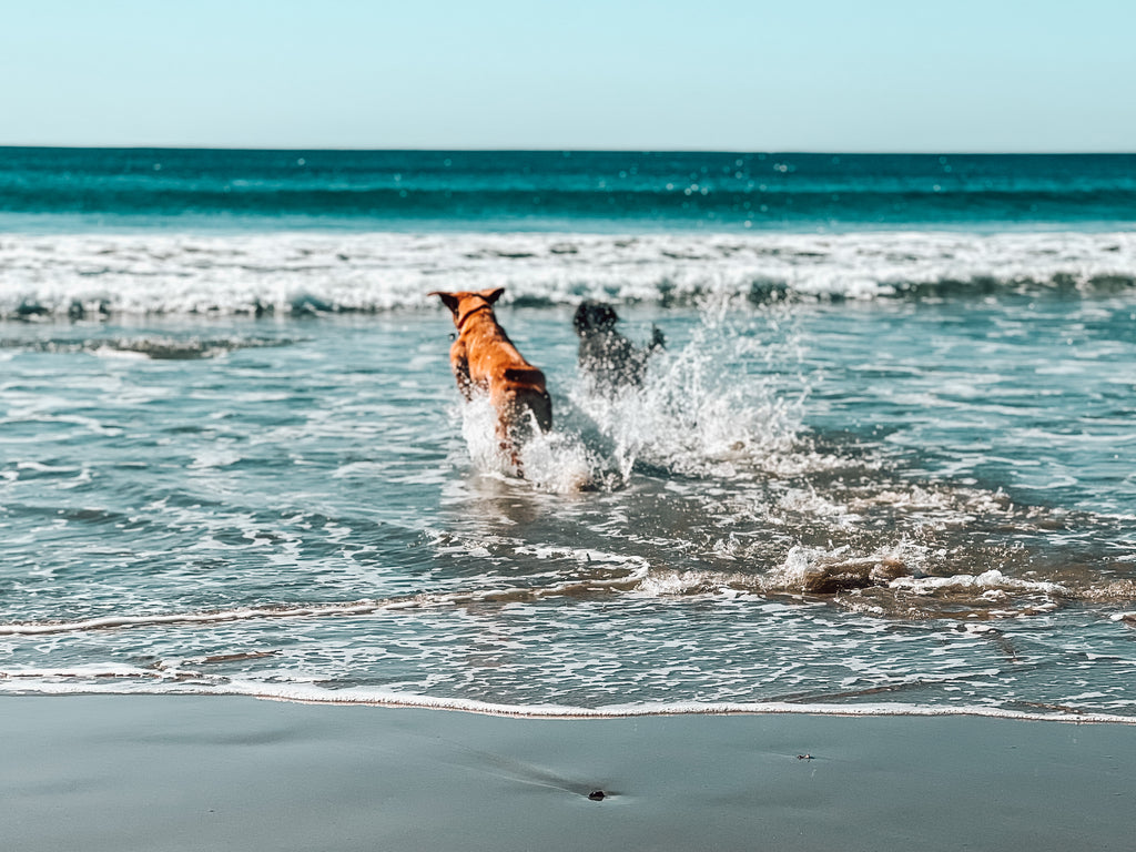 Two exuberant dogs running with pure delight into the ocean waves in Santa Monica, embracing the joy of play and life.