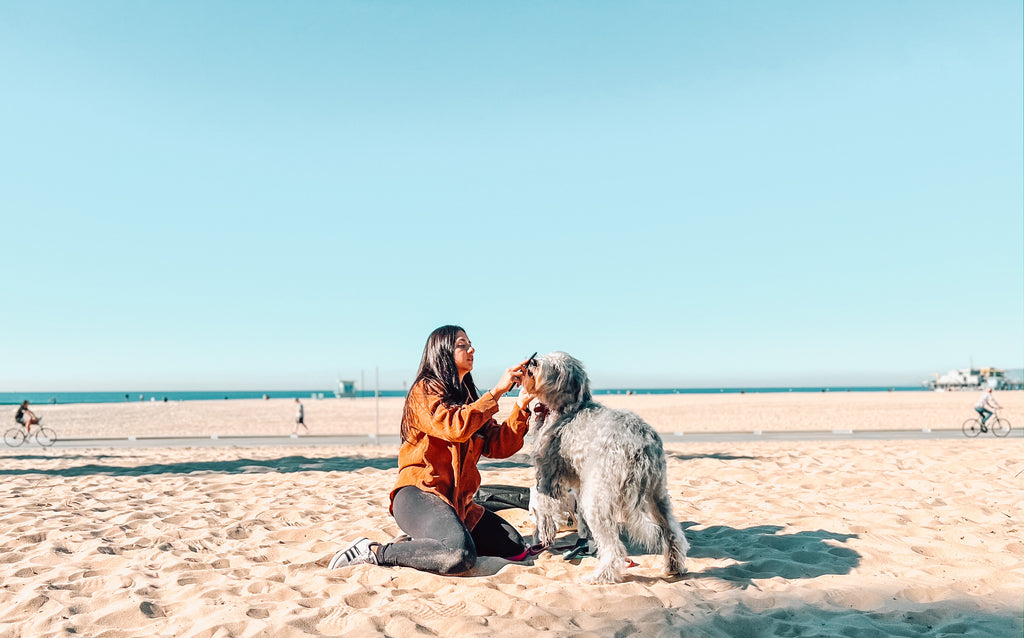 A dog receiving gentle brushing and grooming on the sandy beach of Santa Monica, enjoying a moment of care and relaxation.