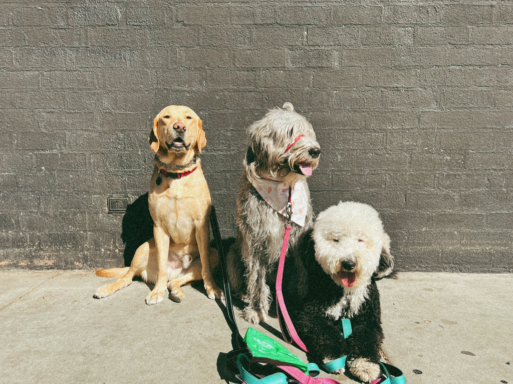 Three relaxed dogs enjoying a peaceful moment of rest after a long walk, with a black brick wall providing a backdrop.