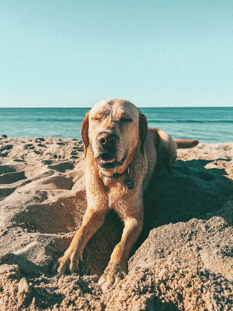 A blissful dog expressing pure happiness on the sandy beach of Santa Monica, with the vast ocean as its backdrop.
