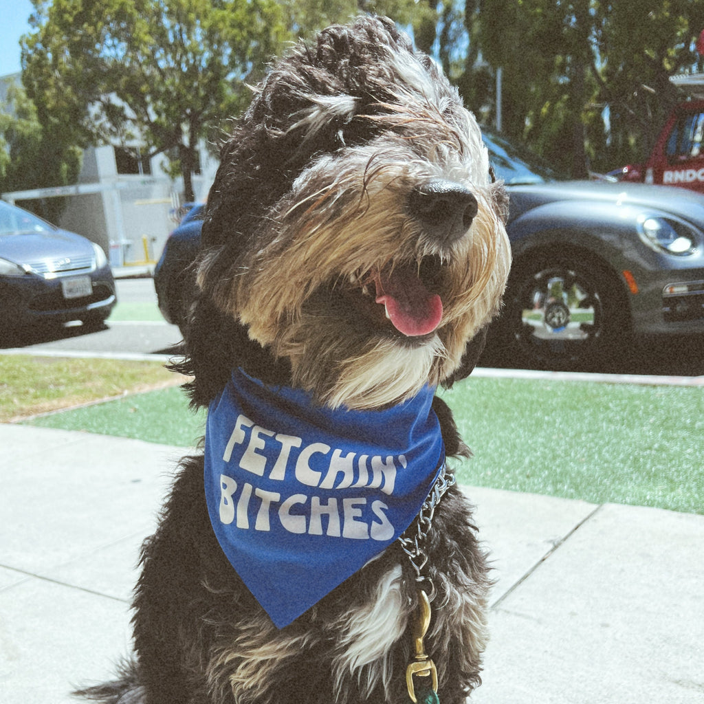 Dog on the street in a Blue dog bandana with 'Fetchin Bitches' slogan, perfect for stylish pups.