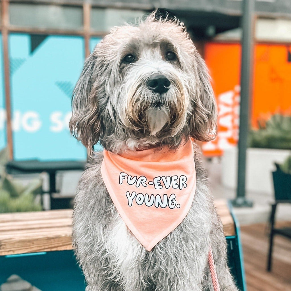 Grey Doodle Dog wearing a Blue dog bandana with 'Furever young' slogan, perfect for stylish pups.